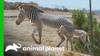 Helping Preserve the Grevy's Zebra Population | The Zoo: San Diego