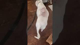 Video of harry, our spinal tumour from a couple of week ago. Doing so well.