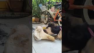 The funniest animals Fun with cats and dogs 2023 Pets Studio #1010