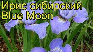 Ирис сибирский Голубая луна. Краткий обзор, описание характеристик iris sibirica Blue Moon