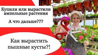 Что обязательно нужно сделать до высадки рассады цветов???