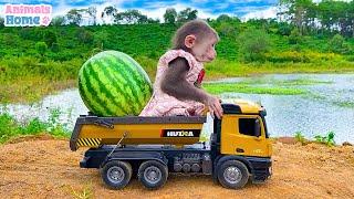 Farmer BiBi harvest fruit to make ice cream