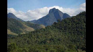 Brazil 2015 - The Atlantic Rainforest: Part 1: Reserva Ecologica de Guapiacu (REGUA)