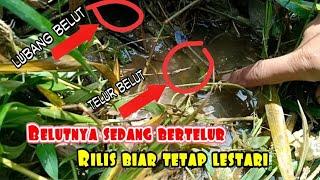 Mancing belut dapat belut sedang bertelur, langsung rilis biar tetap lestari||Jawara Ngurek