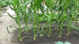Почему кукуруза не завязывает початки