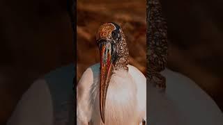 Pterodactyl vibes from this wood stork 