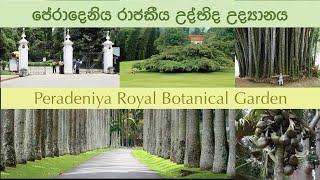 Peradeniya Royal Botanical Garden: Wruksha