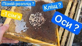 -1 сімʼя 1.01.2025 року. Яка можлива причина оси, пізній розплід, кліщ ? Де ділись бджоли ?