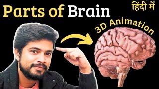 Parts of brain 3D in Hindi , Anatomy and physiology