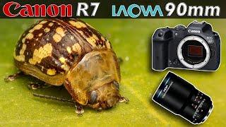 Laowa 90 mm Extreme Macro - Educational Compilation