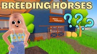 *BREEDING HORSES* & Chatting! | Wild Horse Islands