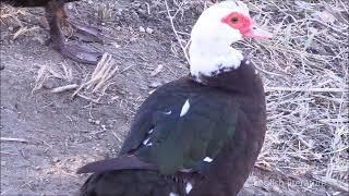 Ducks in an Uzbek village | Uzbekistan