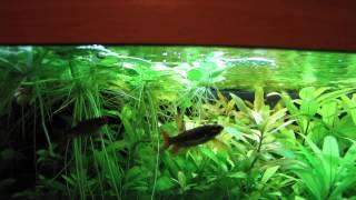 Splashing Tetra spawning