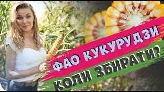 ЯК ФАО КУКУРУДЗИ ВПЛИВАЄ НА ВИСИХАННЯ? #ОсновиЗемлеробства