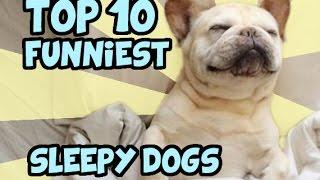 TOP 10 HILARIOUS SLEEPY DOGS