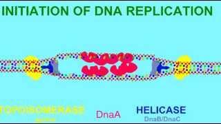 DNA REPLICATION: HELICASE AND TOPOISOMERASE