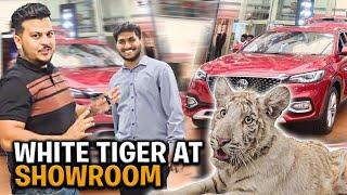 Aj White tiger ko Showroom le kr Aya or Chotay Sy Tiger sy Ahmed Dar Gya  | Nouman Hassan |