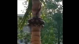 Real Anaconda Climbing on the Coconut Tree | Pinkclips |