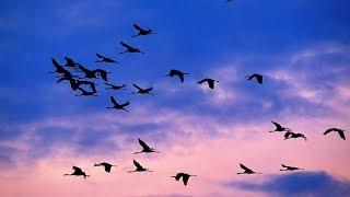 Cranes - Autumn migration of birds. David Attenborough's opinion.