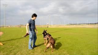 Two years in 5 minutes -- raising a Belgian Malinois