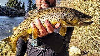 Fishing Remote Ponds For Wild Brown Trout | Eastern Sierra Backcountry