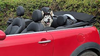 Husky Gets To Ride In His Convertible And Loves It!
