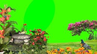 green screen background video | butterfly green screen | flowers green screen | green screen video