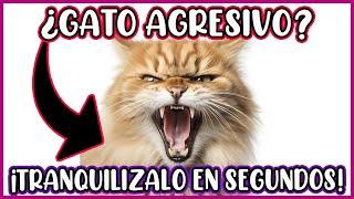 ¡No toques a tu gato si está enojado! Esto es lo que debes hacer! - SiamCatchannel