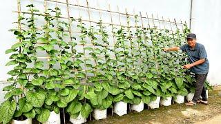 No Cost, Smart Method Of Growing Vegetables For People Without A Garden