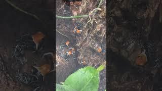 Poison Dart Frog Party! #youtubeshort #dartfrog #fyp