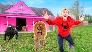 WILD ZOO ANIMALS FOUND in my BACKYARD BARN!!