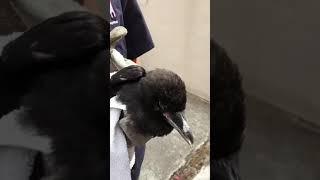 Colin the Crow - Part 1