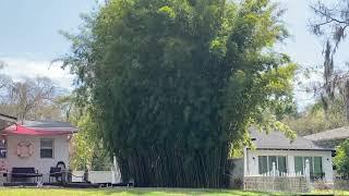 Bamboo Privacy Screen/Bamboo Screens/Large Trees and Palms for Sale/Planted and Guaranteed/