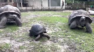 Alexa 18 3/4" Female Aldabra Tortoise 9 years old she has a Clif-Lip, ￼looking for a special home.