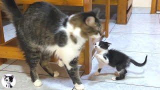 A rescued kitten who has been ignored by a big cat for the first time takes unexpected actions