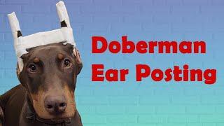 Doberman cropped ear posting HOW TO!