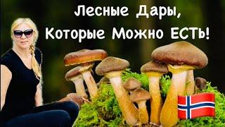 В поисках съедобных грибов. Что скрывают норвежские леса?