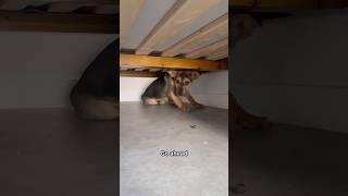 Rescue puppy hiding under bed and WILL NOT come out