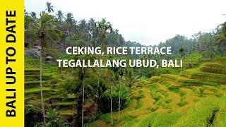 Walking Tour in Magical Ceking Rice Terrace Ubud, Bali 2021