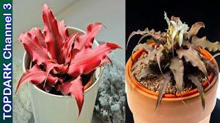 10 Variedades de Cryptanthus