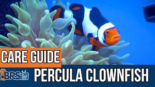 The Basics of Percula Clownfish!