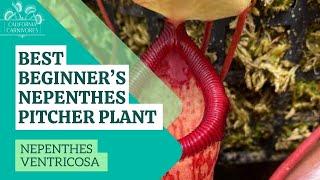 Best Beginners Nepenthes Pitcher Plant