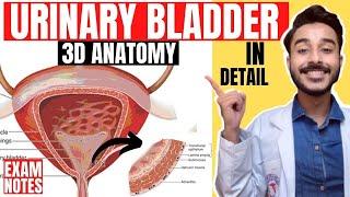 urinary bladder anatomy 3d | anatomy of urinary bladder relations | relations urinary bladder