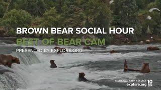 Brown Bear Social Hour!  20 Bears At the Falls!| Best of Bear Cam