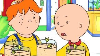 Plantando e Aprendendo | Caillou em Português - WildBrain