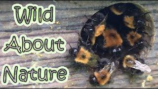 Lets Open Up And Look Inside A Tree Bumblebee Nest