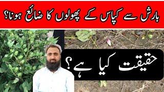 Why flower shedding occurs in cotton after rainfall || Bilal Kanju Official