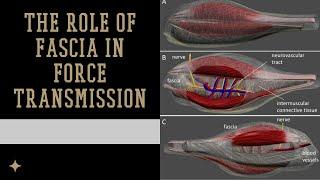 Role of Fascia in Force Transfer