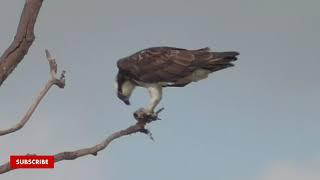 Osprey with the hunt | Osprey | Sri Lanka | Rare raptors | Ceylon | Ceylon Wild Tales