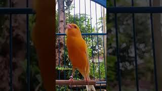 Kenari mania || Kicau mania || Canary singing || Canaries singing || Canario belga #canários #shorts